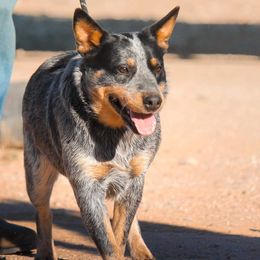 Australian Cattle Dogs, Australian Shepherds, Miniature Australian Shepherds, and Pembroke Welsh Corgis from Soqui Ortiz Cattle Ranch