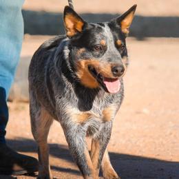 Australian Cattle Dogs, Australian Shepherds, Miniature Australian Shepherds, and Pembroke Welsh Corgis from Soqui Ortiz Cattle Ranch