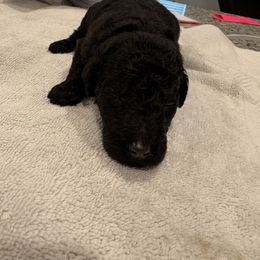 Goldendoodle and Poodle Puppies from Southern Stroll Poodles & Doodles