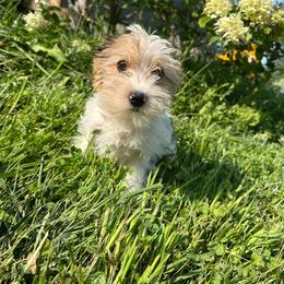 Jacob - Parti male Yorkshire Terrier puppy in Rochester, New York from Tnt Yorkies and Cosmic corgis