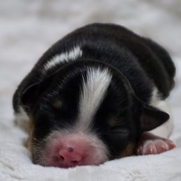 BTM2 - Black tri male Miniature Australian Shepherd puppy in Deer Lodge, Tennessee from KSH Aussie Haven