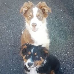 Australian Shepherds from MJ's Puppy Paws