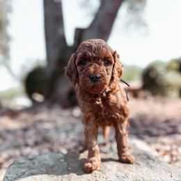 Steel - Red  male Goldendoodle puppy in Shingle Springs, California from Kindred Oak Goldendoodles