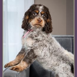 Gabby - Brown white and tan female Cockapoo puppy in Connersville, Indiana from Deaz Doodle Ranch