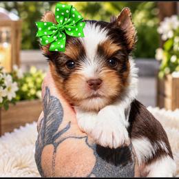 Casanova - Tan and white male Yorkshire Terrier puppy in Warren, Michigan from Danielle's Yorkie Babies