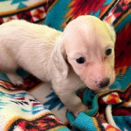 GIRL 1 DO NOT SUBMIT APPLICATION UNLESS SERIOUS - Cream female Dachshund puppy in Wisconsin from Sabe and Shabe’s Doxies