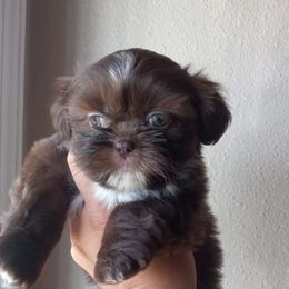 Shih Tzu and Yorkshire Terrier Puppies from Thorntons Fur Crew