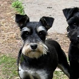 Miniature Schnauzers from Happy Hollow Schnauzers
