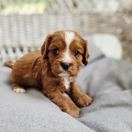 Langley - Ruby female Cavalier King Charles Spaniel puppy in Watsontown, Pennsylvania from Huntsman Cavaliers