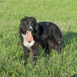 Reka - Border Collie