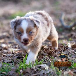 Miniature American Shepherd, Miniature Australian Shepherd, and Toy Australian Shepherd Puppies from Best Little Aussies