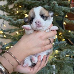 Pumpkin - Red female Pembroke Welsh Corgi puppy in Colbert, Washington from Siclair Crowns Corgis