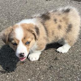 Ridge(Merle Brindle,Fluff carrier) - Brindle merle and white male American Corgi puppy in Scottown, Ohio from Wyndy Ridge Corgis