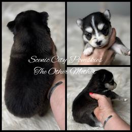The Other Mother - Black and white female Pomsky puppy in Rossville, Georgia from Scenic City Pomskies