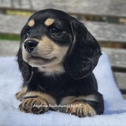 Thomas - Black and cream male Dachshund puppy in Ben Wheeler, Texas from Anytime Dachshunds by D.B.