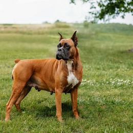 Maggie - Boxer