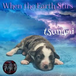 Tsunami - Blue merle female Toy Australian Shepherd puppy in Brenham, Texas from Stone N Rose Kennels
