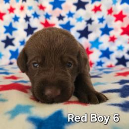 Red Boy - Chocolate male Labrador Retriever puppy in Potosi, Wisconsin from Point and Flush Gun Dogs