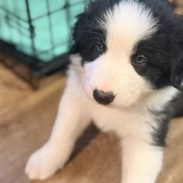 Frankenstein (Frankie) - Tri-color male Border Collie puppy in Lebanon, Oregon from Cahill’s Canines