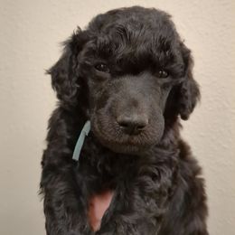 Douglas (boy) - light blue collar - Blue male Poodle puppy in Tullahoma, Tennessee from Peaceful Valley Poodles