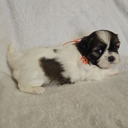 Luna - Tricolor female Shih Tzu puppy in Vernon, Texas from Jennifer's Shih Tzus
