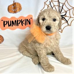 Goldendoodle Puppies from OnlyGoldendoodles
