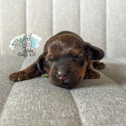 Green Collar - Red male Dachshund puppy in Cheyenne, Wyoming from Golden Badger Kennels