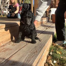 Poodle Puppies from Casey's AKC Standard Poodles