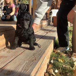 Poodle Puppies from Casey's AKC Standard Poodles