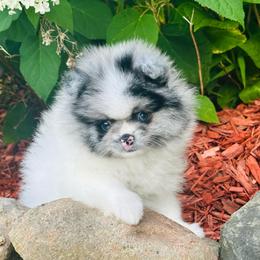 Armani - Blue merle male Pomeranian puppy in Waterloo, Indiana from Garcias Pomeranian
