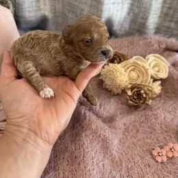 Angelina - Red  female Poodle puppy in Hernando Beach, Florida from Minipupps