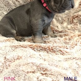 French Bulldog Puppies from Copa Frenchies