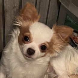 Kami - Chihuahua