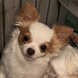 Kami - Chihuahua