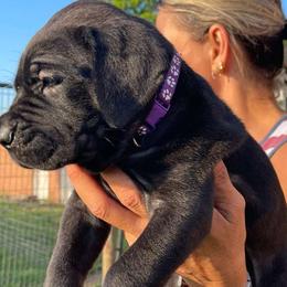 Purple Collar Girl - Black female Cane Corso puppy in Weimar, Texas from Cane Corso Authority