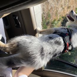 Pomsky and Siberian Husky Puppies from Pine and Sea Pomskies