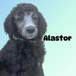 Alastor - Black male Poodle puppy in Baltimore, Maryland from Steinrock’s Standards