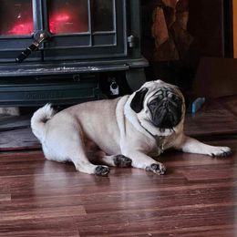 Gil - Pug