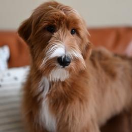 Rosie - Red  female Goldendoodle puppy in Platteville, Wisconsin from Beck Kennel