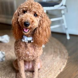 Ruby - Goldendoodle
