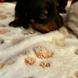 Maxx - Black and tan male Dachshund puppy in Nashville, Georgia from Riverside Dachshund