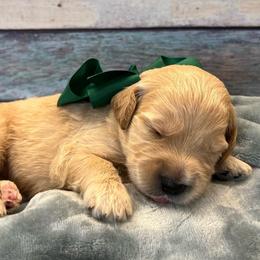 Goose - Cream male Goldendoodle puppy in The Woodlands, Texas from Gracie's Goldendoodles and Bernedoodles