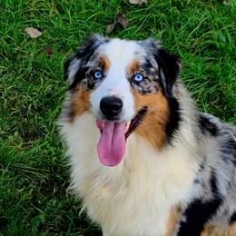 Casanova - Australian Shepherd