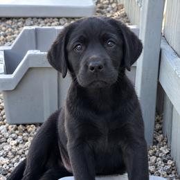 Bourbon (Orange Collar) - Black male Dilute Retriever puppy in Baldwin City, Kansas from Hedge Lane Labradors