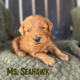 Ms. Seahawk - Red  female Goldendoodle puppy in Sacramento, California from Dandy Doodles Goldendoodles