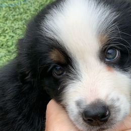 Boy 1 - Miniature American Shepherd puppy from Starry-Eyed Mini Aussies with Tails