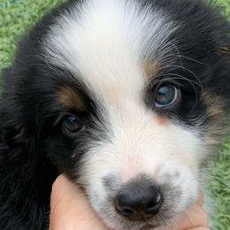 Boy 1 - Miniature American Shepherd puppy from Starry-Eyed Mini Aussies with Tails