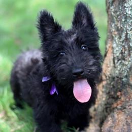 Fable - Black female Scottish Terrier puppy in Mount Joy, Pennsylvania from K&M Kennel