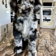 Newfypoo Puppies from Two Sisters Ranch, LLC