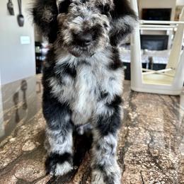 Newfypoo Puppies from Two Sisters Ranch, LLC